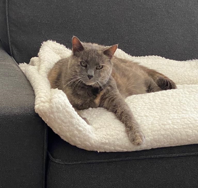 Cat lazing on a sofa