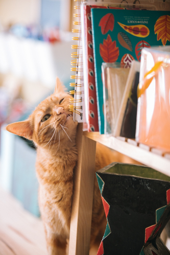 Red cat rubbing her head on a shelf