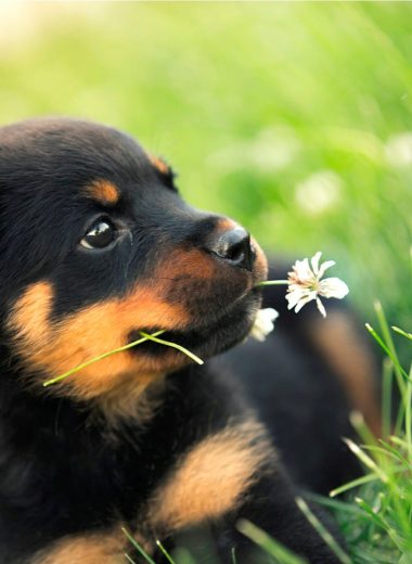 4 Useful Tips On How To Care For Rottweiler Puppies