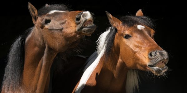 horses-4016671_1920