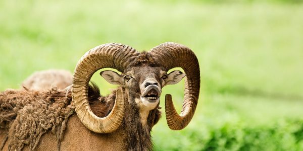 mouflon-2413547_1920